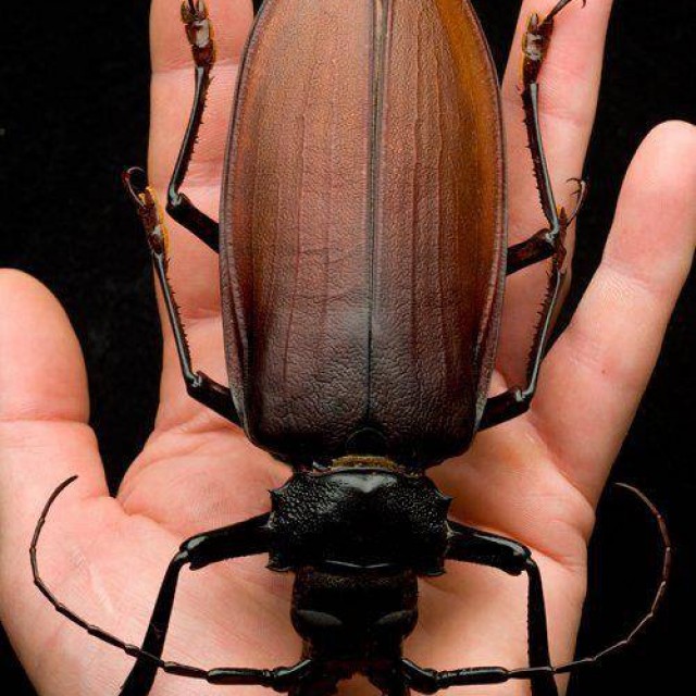 Самый большой жук в мире фото