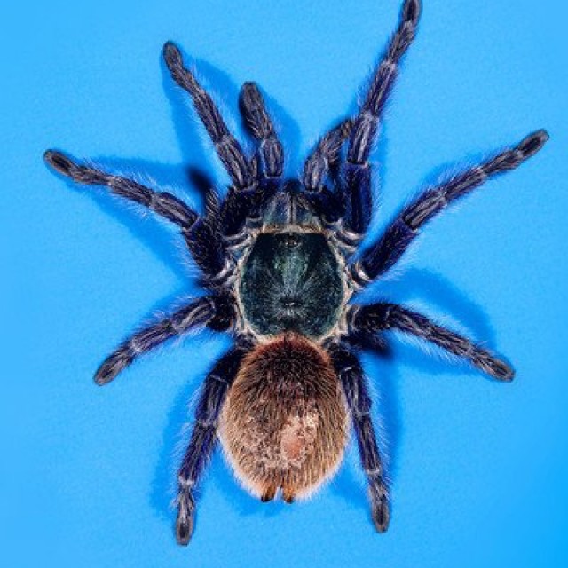 Greenbottle Blue Tarantula | Qrator